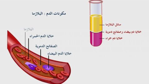 ما هي مكونات الدم