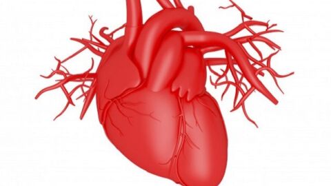 ما هي مكونات القلب