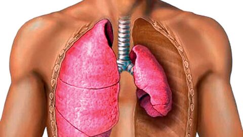 ما هي مكونات الجهاز التنفسي