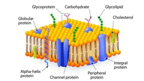 ما هي وظائف غشاء الخلية
