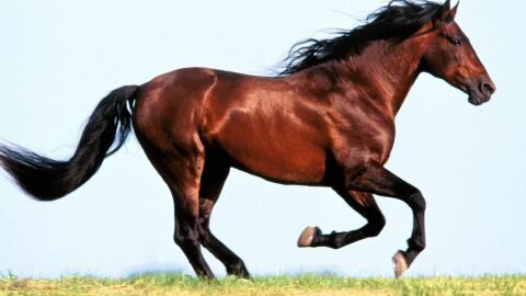 ما هي أجمل الخيول العربية