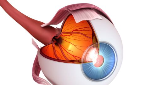 ما هي أجزاء العين