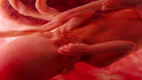 ما هي المراحل التي يمر بها الجنين