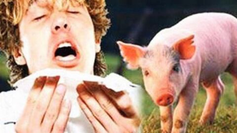 ما هي أعراض مرض إنفلونزا الخنزير