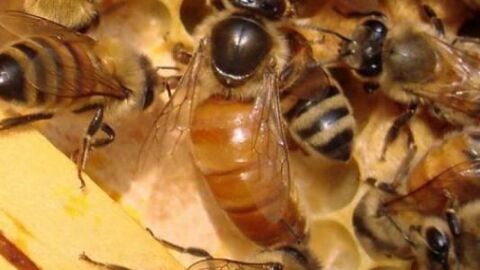ما هي أنواع النحل وما دور كل منها