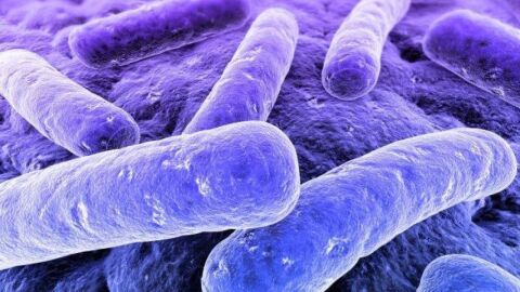 ما هي بكتيريا البول