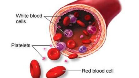 ما وظيفة صفائح الدم