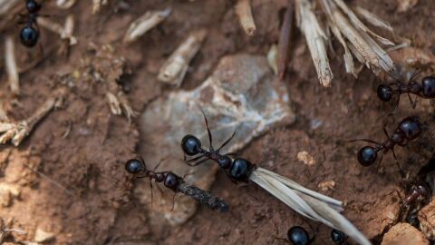 ماذا نتعلم من النمل