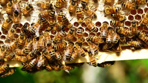 ماذا نتعلم من النحل