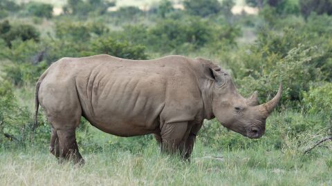 ما هو وحيد القرن