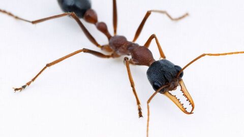 ما هو النمل