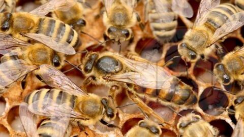 ماذا يسمى ذكر النحل