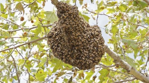 ماذا يسمى بيت النحل
