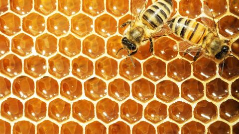 ما فائدة عسل النحل