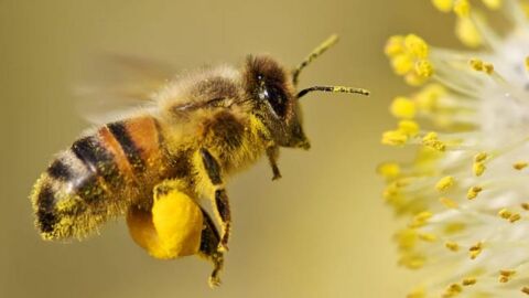 ما فائدة حبوب لقاح النحل
