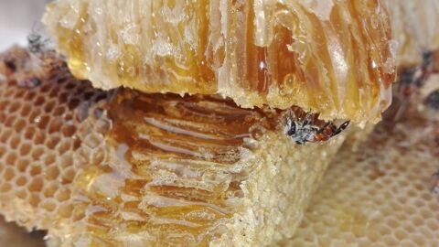 ما فائدة حبوب غذاء ملكات النحل