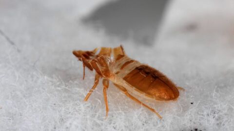 ما سبب ظهور حشرة البق
