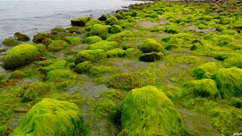 ما أثر الطحالب على الكائنات الحية الأخرى