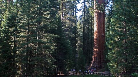 ما هي أكبر شجرة في العالم
