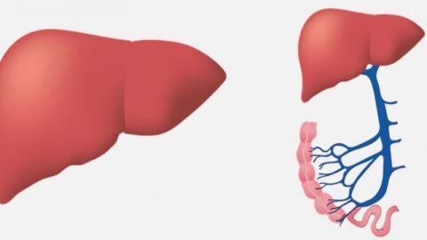ما هو عمل الكبد في جسم الإنسان