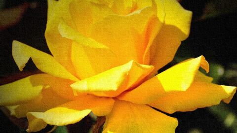 ما معنى الوردة الصفراء
