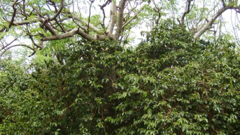ما هي شجرة المورينجا