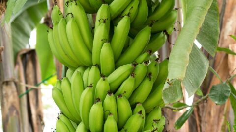ما هو أهم معدن موجود في الموز