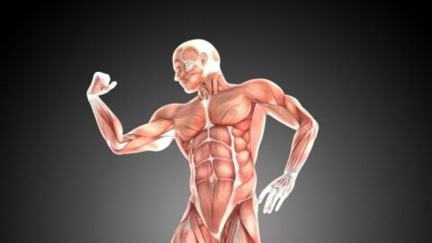 ما هو الجهاز العضلي