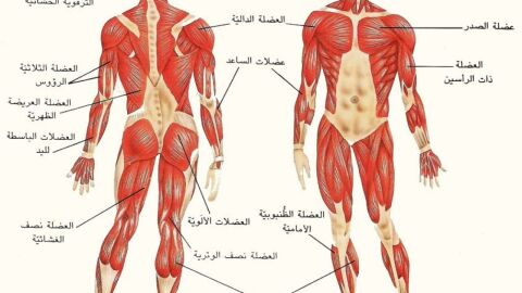 ما هو عدد عضلات جسم الإنسان