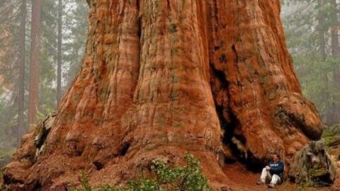 أين توجد أكبر شجرة في العالم