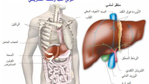أين يوجد الكبد فى جسم الإنسان