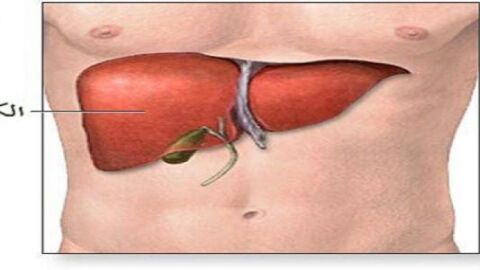 أين يقع مكان الكبد في جسم الإنسان