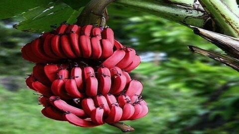 أين يزرع الموز الأحمر