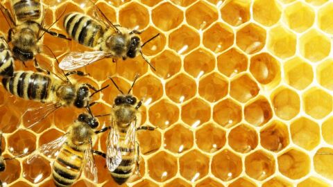 لماذا يصنع النحل العسل