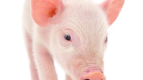 لماذا حرم الله لحم الخنزير