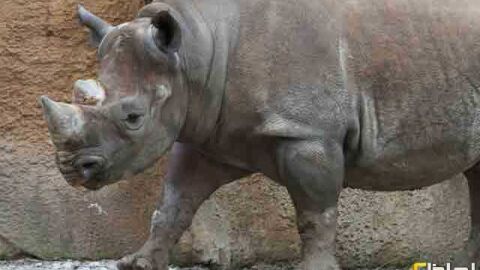 لماذا سمي وحيد القرن بهذا الاسم
