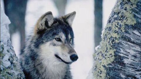 صفات الذئب
