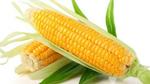 فوائد الذرة المسلوقة للرجيم