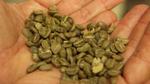 فوائد القهوة الخضراء