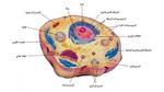 تركيب الخلية ووظائفها