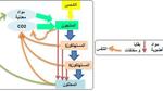 تصنيف الكائنات الحية والتوازنات الطبيعية