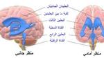 مكونات الدماغ