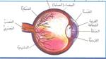 أجزاء العين ووظائفها