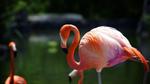 طائر الفلامينغو