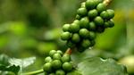 حبوب القهوة الخضراء