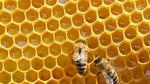 كيف ينتج النحل العسل