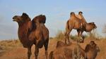 كيف يتكيف الجمل في الصحراء