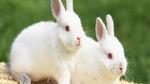 كيف يمكن تربية الأرانب