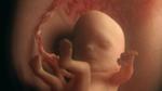 كيف يكون شكل الجنين في الشهر الرابع