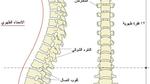 كم عدد فقرات العمود الفقري للإنسان